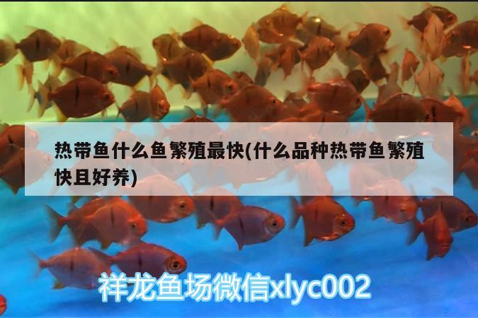 熱帶魚什么魚繁殖最快(什么品種熱帶魚繁殖快且好養(yǎng)) 白子銀版魚