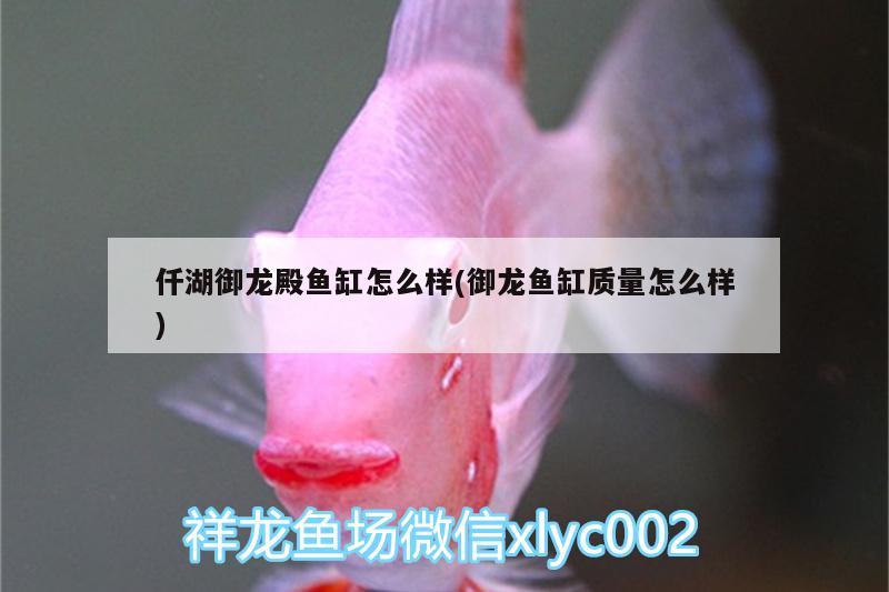 仟湖御龍殿魚缸怎么樣(御龍魚缸質(zhì)量怎么樣)