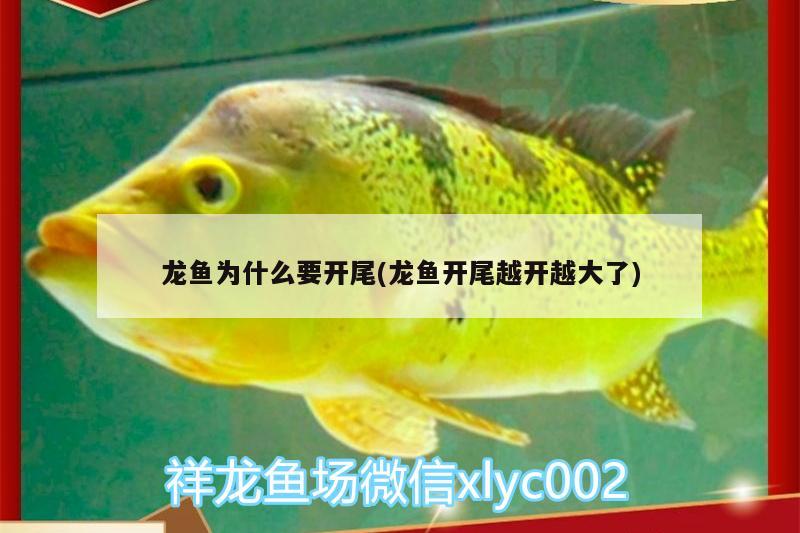 龍魚為什么要開尾(龍魚開尾越開越大了) 大正錦鯉魚