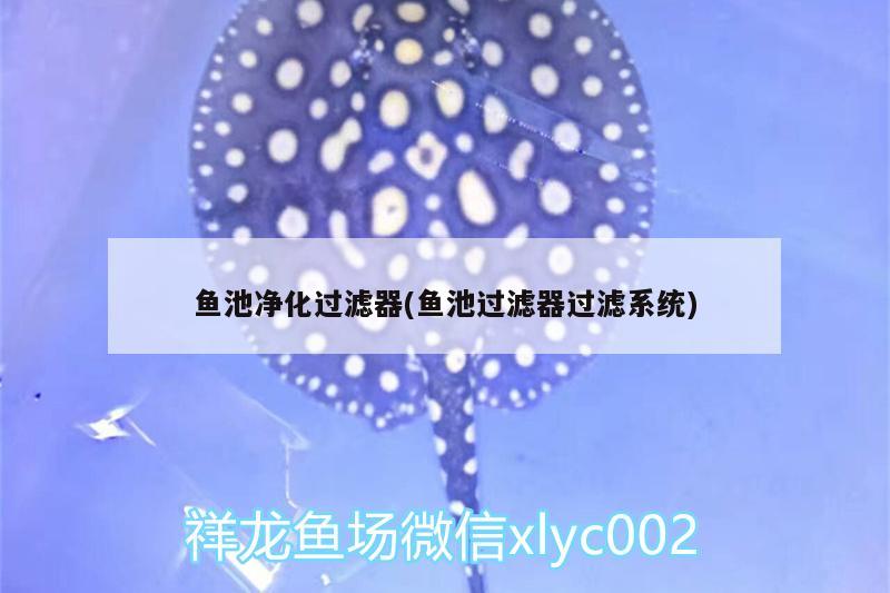 魚池凈化過濾器(魚池過濾器過濾系統(tǒng)) 銀河星鉆魚