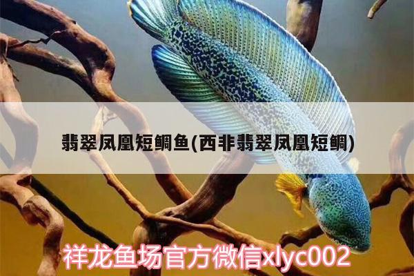 翡翠鳳凰短鯛魚(西非翡翠鳳凰短鯛)