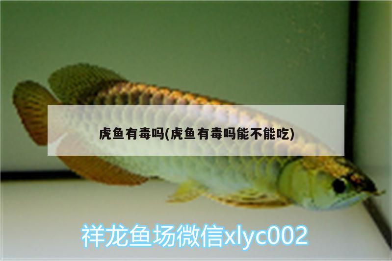 虎魚(yú)有毒嗎(虎魚(yú)有毒嗎能不能吃) 虎魚(yú)百科