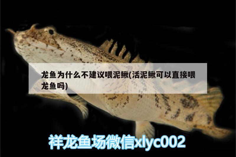 龍魚(yú)為什么不建議喂泥鰍(活泥鰍可以直接喂龍魚(yú)嗎)