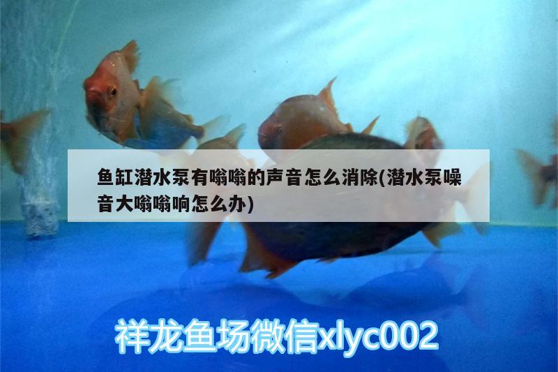 魚缸潛水泵有嗡嗡的聲音怎么消除(潛水泵噪音大嗡嗡響怎么辦) 慈雕魚