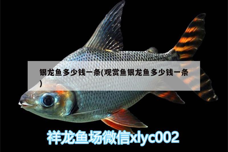 銀龍魚多少錢一條(觀賞魚銀龍魚多少錢一條) 銀龍魚