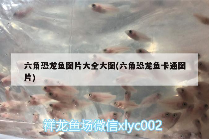 六角恐龍魚圖片大全大圖(六角恐龍魚卡通圖片) 帝王迷宮魚