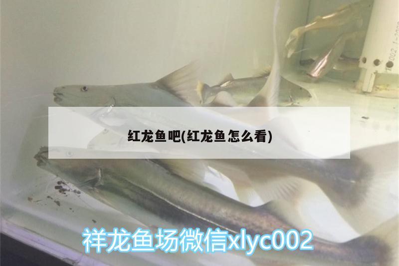 紅龍魚吧(紅龍魚怎么看) 皇冠黑白魟魚