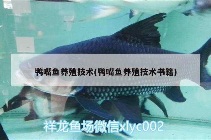 鴨嘴魚養(yǎng)殖技術(shù)(鴨嘴魚養(yǎng)殖技術(shù)書籍)