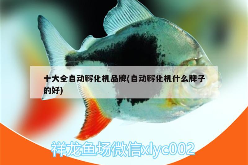 十大全自動孵化機(jī)品牌(自動孵化機(jī)什么牌子的好) 觀賞魚百科