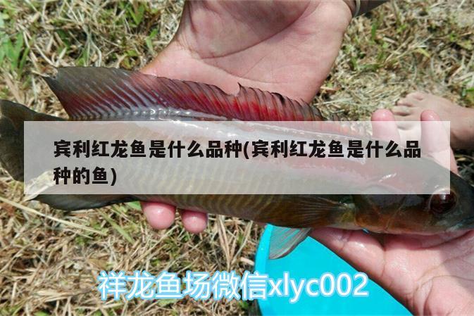 賓利紅龍魚(yú)是什么品種(賓利紅龍魚(yú)是什么品種的魚(yú))