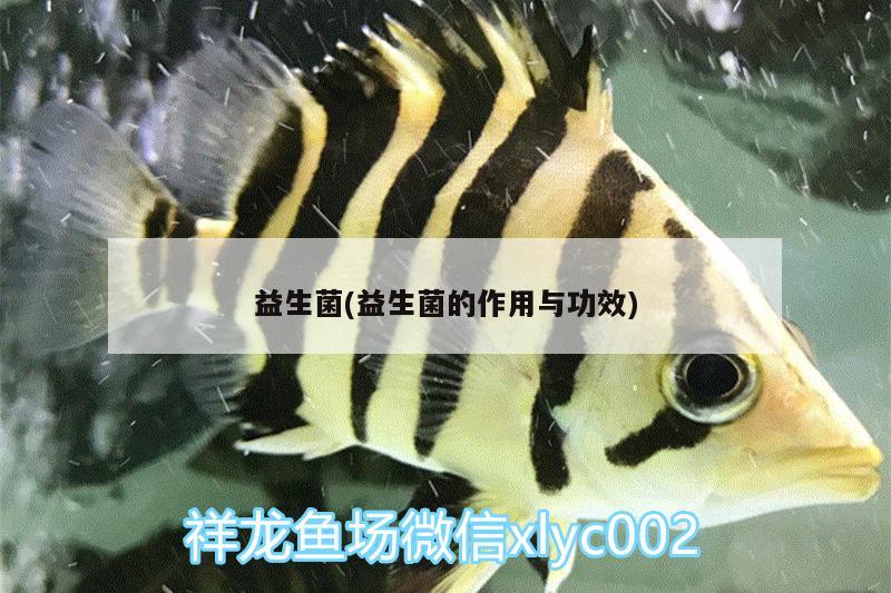 益生菌(益生菌的作用與功效) 錦鯉池魚池建設(shè)