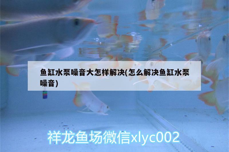 魚缸水泵噪音大怎樣解決(怎么解決魚缸水泵噪音)