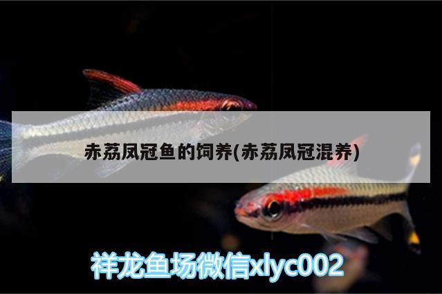 赤荔鳳冠魚的飼養(yǎng)(赤荔鳳冠混養(yǎng)) 赤荔鳳冠魚