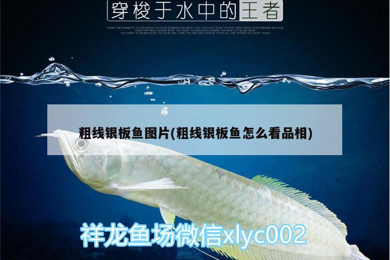 粗線銀板魚圖片(粗線銀板魚怎么看品相)