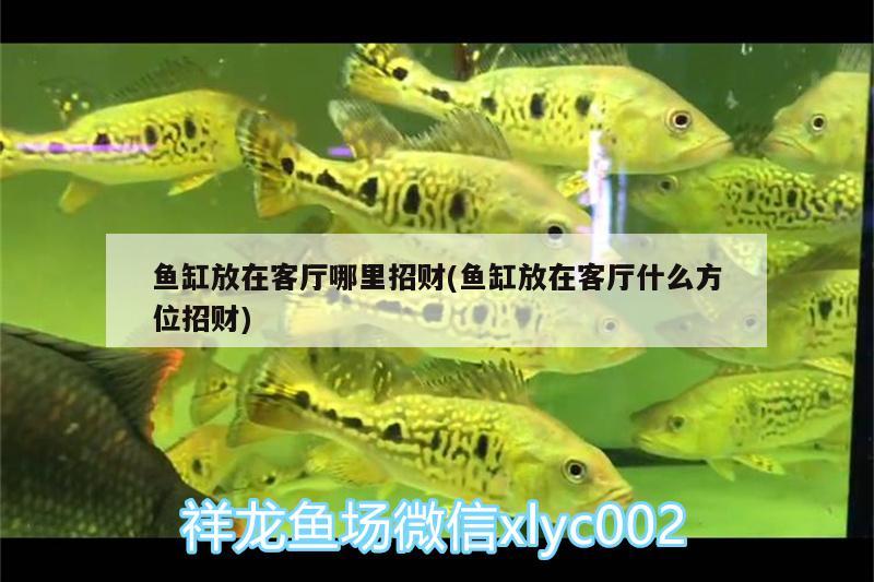 魚缸放在客廳哪里招財(魚缸放在客廳什么方位招財)