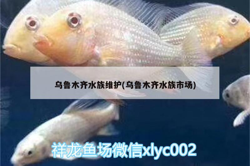 烏魯木齊水族維護(hù)(烏魯木齊水族市場(chǎng)) 廣州觀賞魚批發(fā)市場(chǎng)