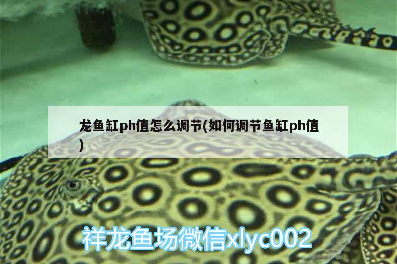 龍魚缸ph值怎么調(diào)節(jié)(如何調(diào)節(jié)魚缸ph值) 眼斑魚