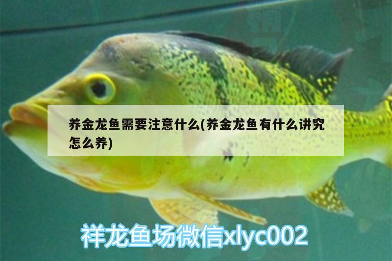 養(yǎng)金龍魚(yú)需要注意什么(養(yǎng)金龍魚(yú)有什么講究怎么養(yǎng)) 和尚魚(yú)