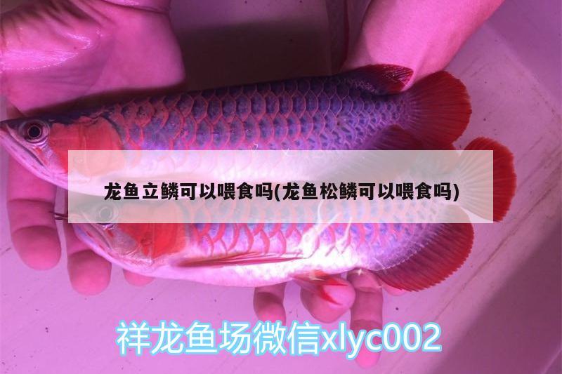 龍魚立鱗可以喂食嗎(龍魚松鱗可以喂食嗎)