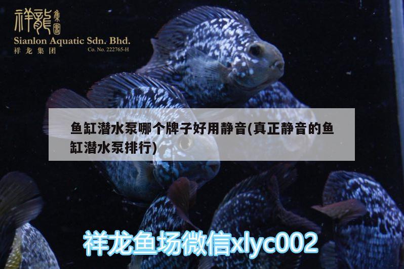 魚缸潛水泵哪個牌子好用靜音(真正靜音的魚缸潛水泵排行)