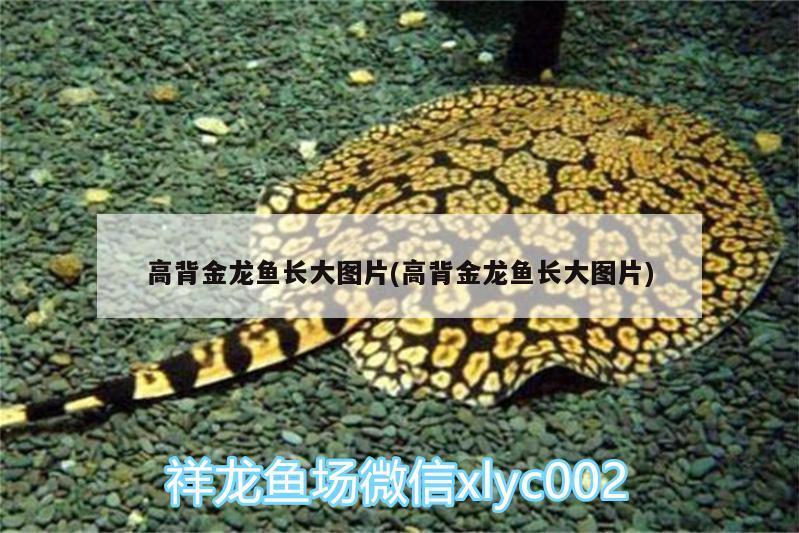 高背金龍魚(yú)長(zhǎng)大圖片(高背金龍魚(yú)長(zhǎng)大圖片)