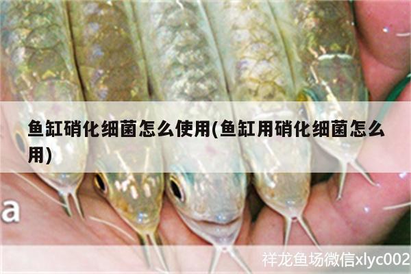 魚缸硝化細(xì)菌怎么使用(魚缸用硝化細(xì)菌怎么用)