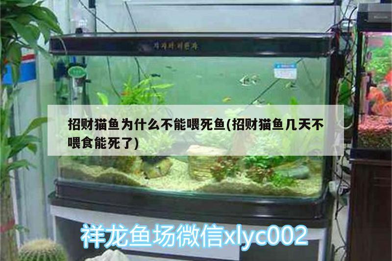 招財貓魚為什么不能喂死魚(招財貓魚幾天不喂食能死了)