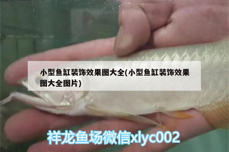 小型魚缸裝飾效果圖大全(小型魚缸裝飾效果圖大全圖片)