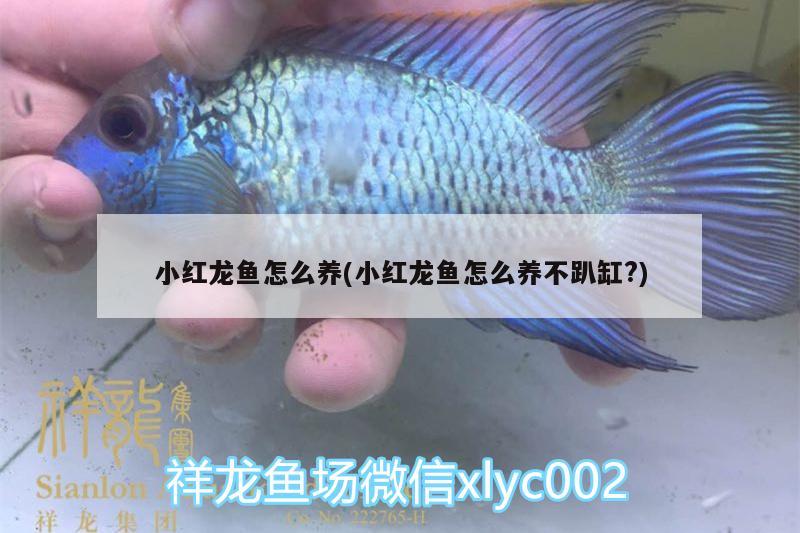 小紅龍魚怎么養(yǎng)(小紅龍魚怎么養(yǎng)不趴缸?) 白子黃化銀龍魚