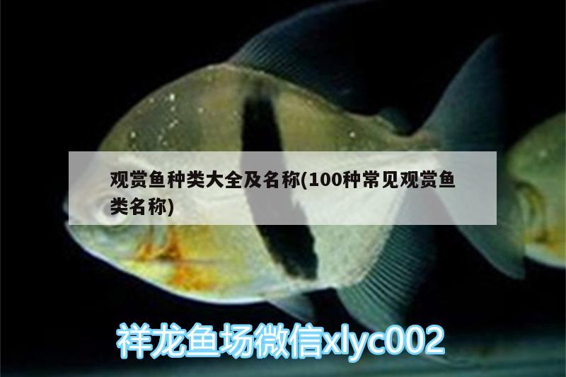 觀賞魚種類大全及名稱(100種常見觀賞魚類名稱)