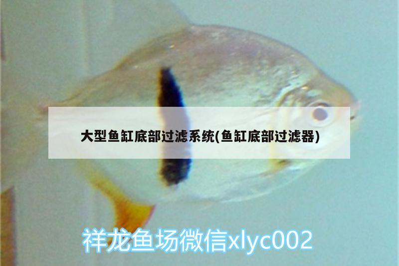 大型魚(yú)缸底部過(guò)濾系統(tǒng)(魚(yú)缸底部過(guò)濾器) 鴨嘴鯊魚(yú)