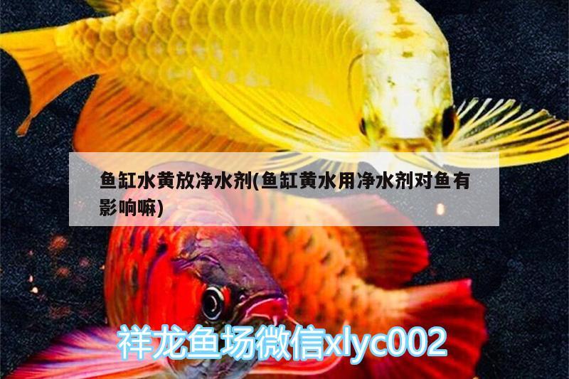 魚缸水黃放凈水劑(魚缸黃水用凈水劑對魚有影響嘛)