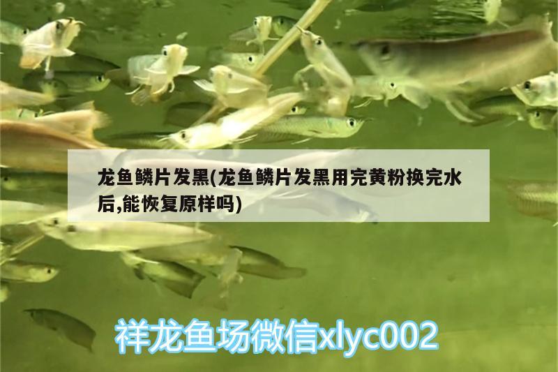 龍魚鱗片發(fā)黑(龍魚鱗片發(fā)黑用完黃粉換完水后,能恢復(fù)原樣嗎)