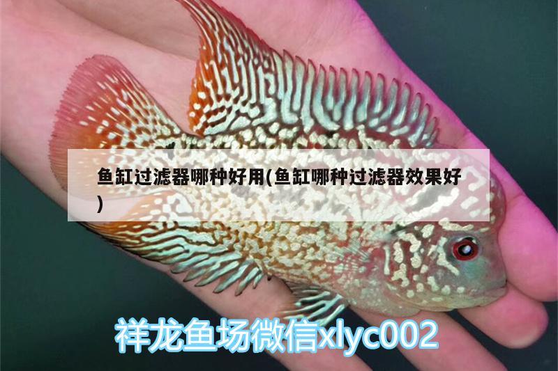 魚缸過濾器哪種好用(魚缸哪種過濾器效果好)