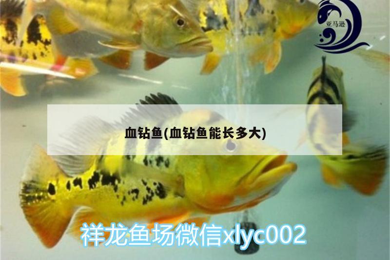 血鉆魚(血鉆魚能長多大)