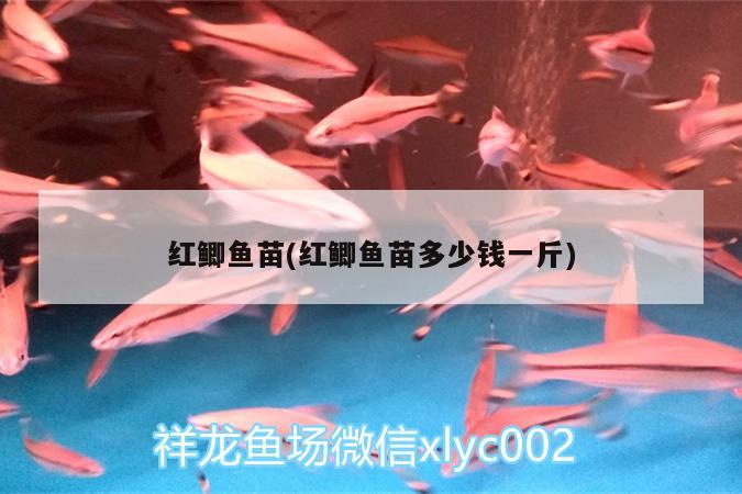 紅鯽魚苗(紅鯽魚苗多少錢一斤) 印尼虎苗