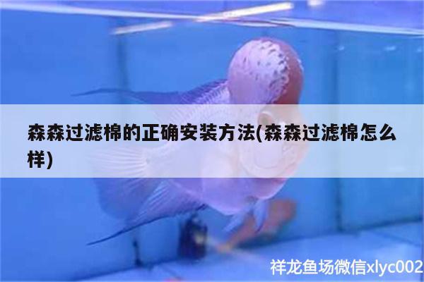 森森過濾棉的正確安裝方法(森森過濾棉怎么樣) 大正錦鯉魚