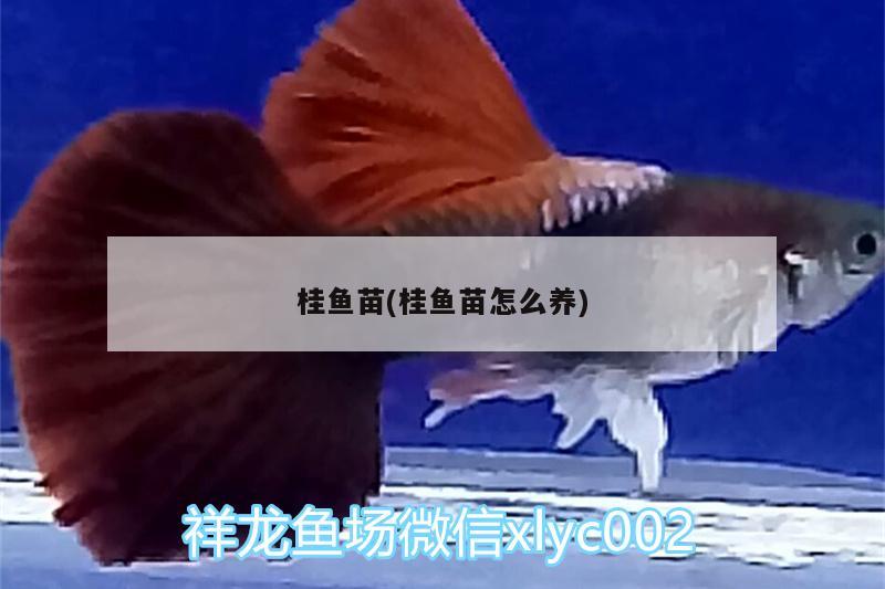 桂魚苗(桂魚苗怎么養(yǎng))