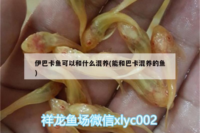 伊巴卡魚可以和什么混養(yǎng)(能和巴卡混養(yǎng)的魚) 伊巴卡魚