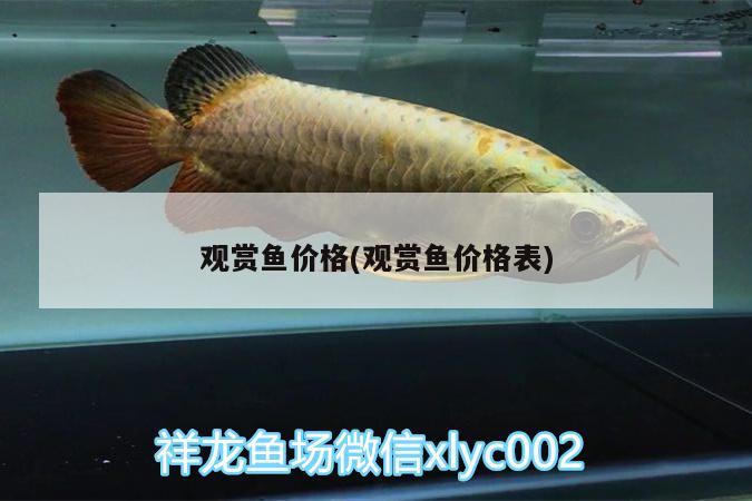 觀賞魚價(jià)格(觀賞魚價(jià)格表) 慈雕魚