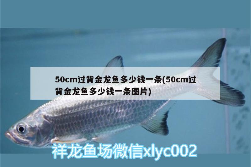 50cm過背金龍魚多少錢一條(50cm過背金龍魚多少錢一條圖片)