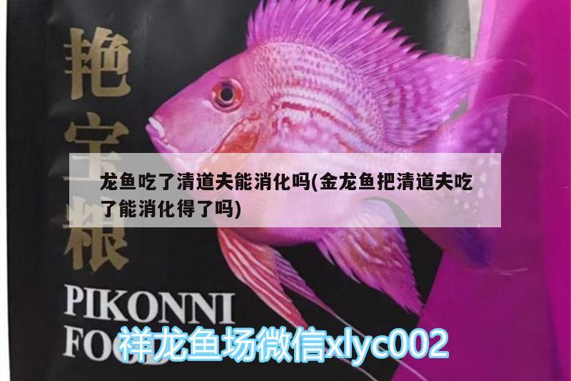 龍魚吃了清道夫能消化嗎(金龍魚把清道夫吃了能消化得了嗎)