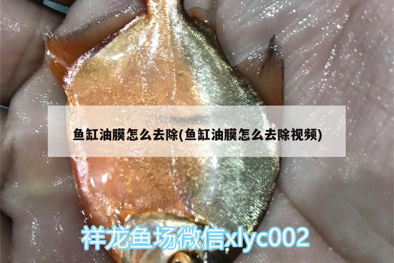 魚(yú)缸油膜怎么去除(魚(yú)缸油膜怎么去除視頻)