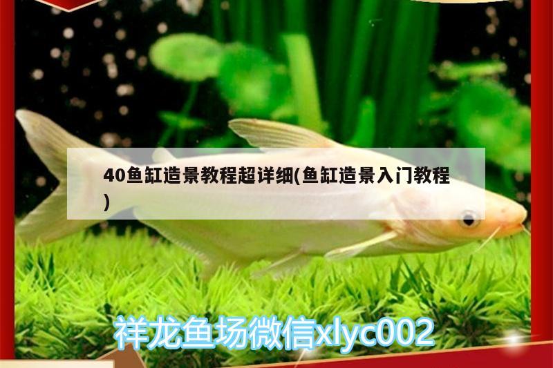 40魚缸造景教程超詳細(魚缸造景入門教程)