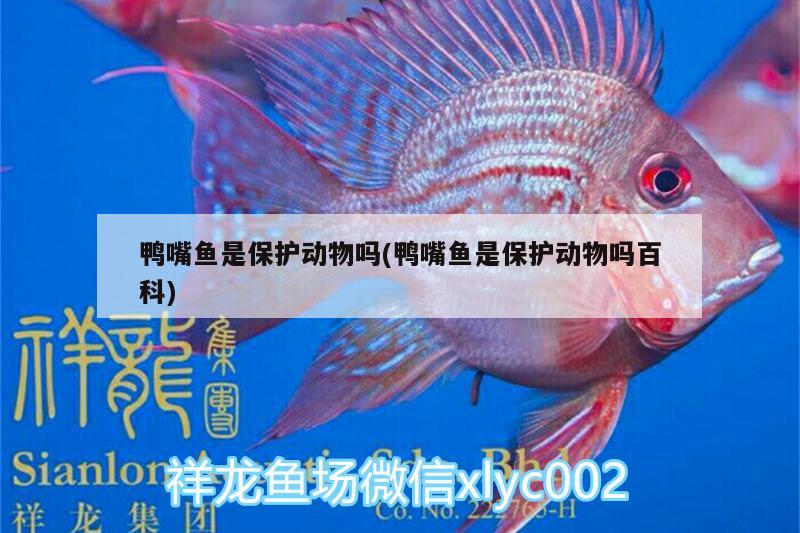 鴨嘴魚是保護(hù)動物嗎(鴨嘴魚是保護(hù)動物嗎百科)