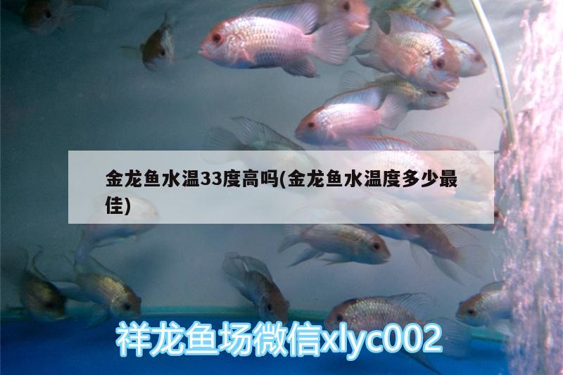 金龍魚水溫33度高嗎(金龍魚水溫度多少最佳) 龍鳳鯉魚 第1張