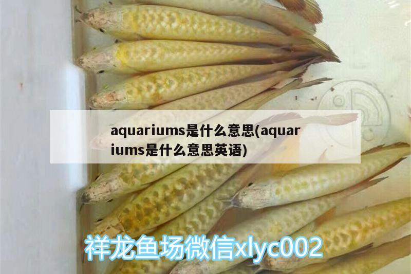 aquariums是什么意思(aquariums是什么意思英語) 泰龐海鰱魚