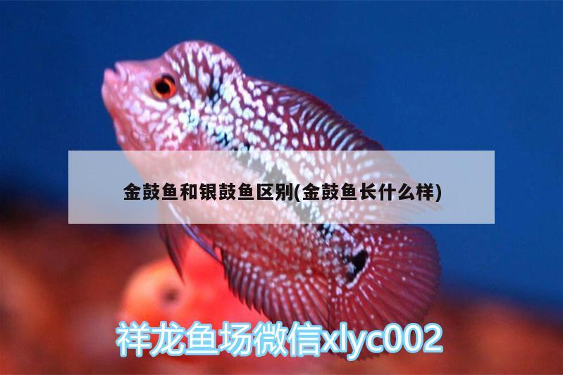 金鼓魚和銀鼓魚區(qū)別(金鼓魚長(zhǎng)什么樣) PH調(diào)節(jié)劑