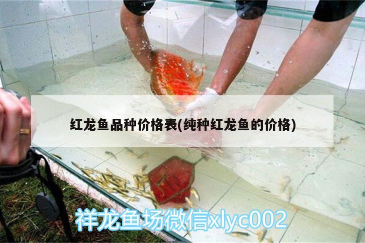 紅龍魚品種價格表(純種紅龍魚的價格)