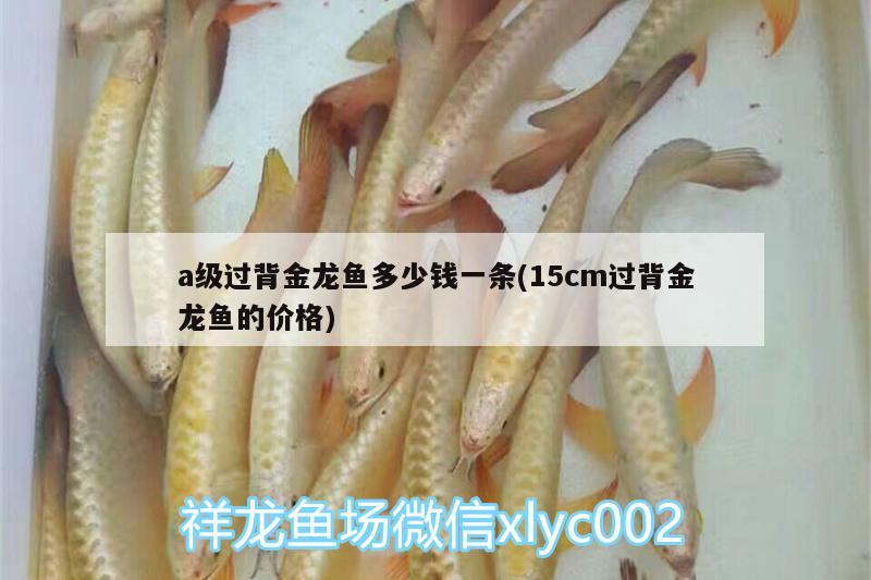 a級過背金龍魚多少錢一條(15cm過背金龍魚的價(jià)格) 金龍魚百科